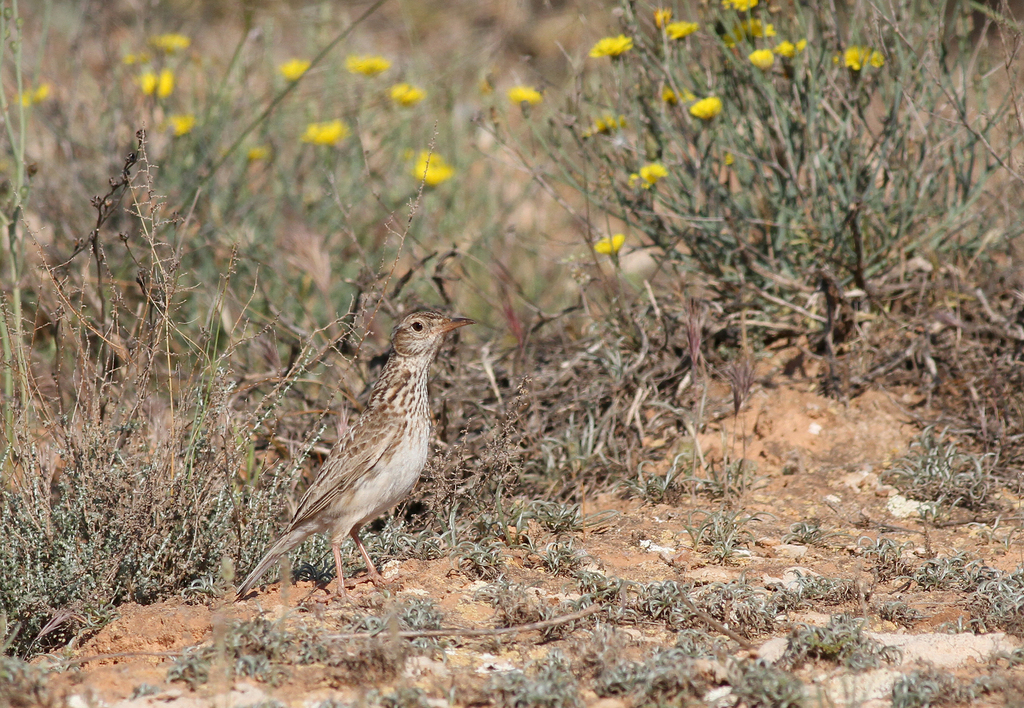 Dupont's Lark