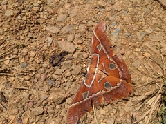 Rothschildia hesperus