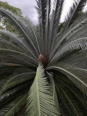 Dioon