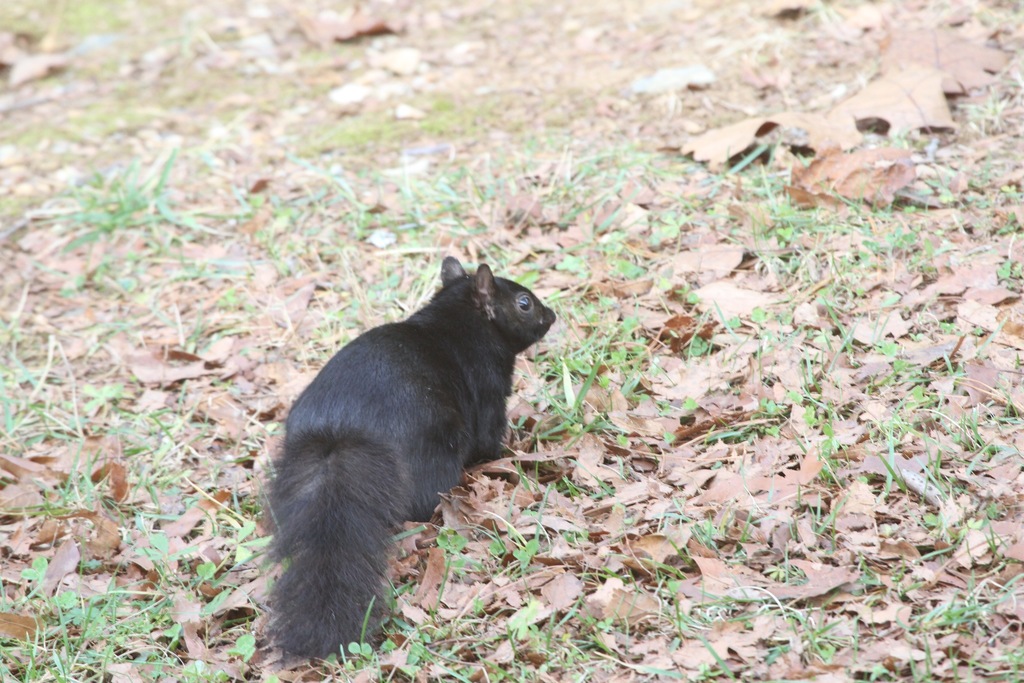 Eastern Gray Squirrel from Fredericktowne Village, Frederick, MD 21701