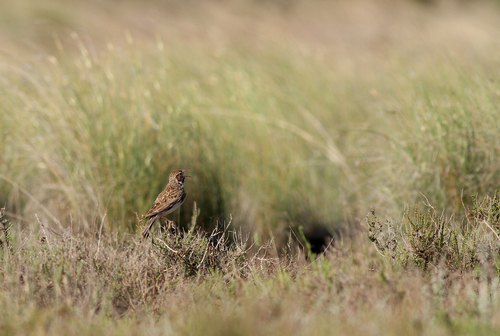 Dupont's Lark, Zaragoza, ES-AR, ES, photo 7 of 10