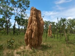 Nasutitermes triodiae