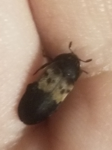 Larder Beetle photo 4