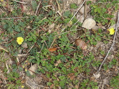 Helianthemum oelandicum