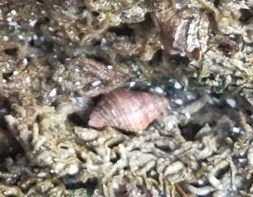 Pusio elegans