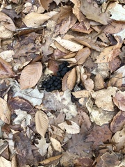 Odocoileus virginianus