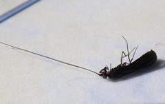 Mystacides sepulchralis