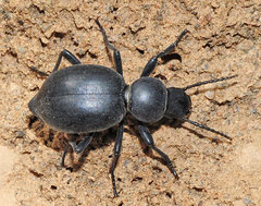 Tentyria laevis