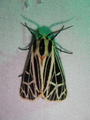 Apantesis parthenice