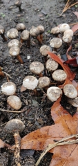 Tulostoma