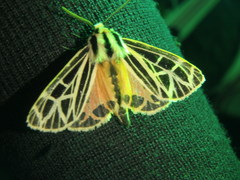 Apantesis parthenice