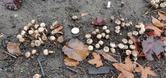 Tulostoma