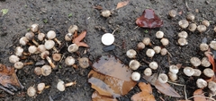 Tulostoma