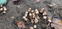 Tulostoma