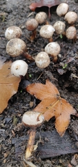 Tulostoma