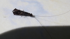 Mystacides sepulchralis