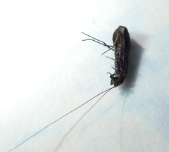 Mystacides sepulchralis