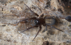 Callobius arizonicus
