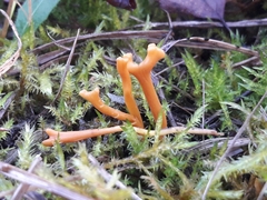 Clavulinopsis corniculata