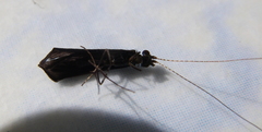 Mystacides sepulchralis
