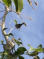 Psaltriparus minimus