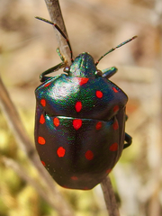 Pachycoris