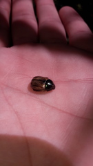 Anomala testaceipennis