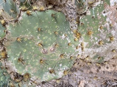 Opuntia alta