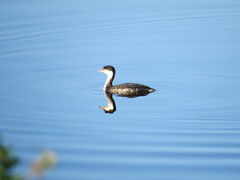 Podiceps auritus cornutus