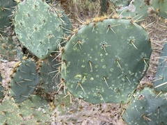 Opuntia alta