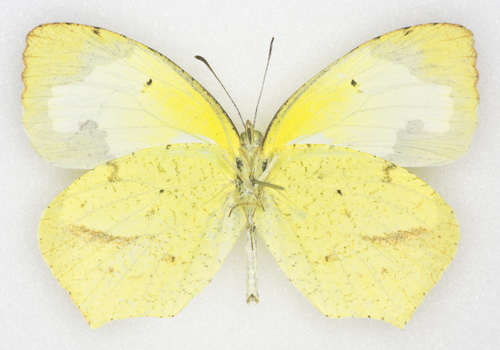 Mexican Yellow photo 6