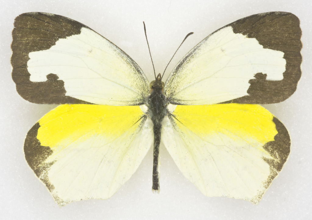 Mexican Yellow