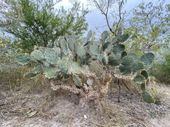 Opuntia alta