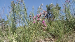 Vernonanthura nudiflora