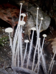 Rhizomarasmius setosus