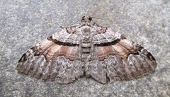 Xanthorhoe packardata