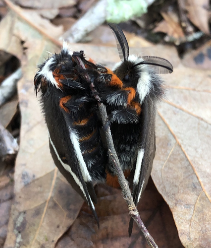 Gulf Coast Buck Moth