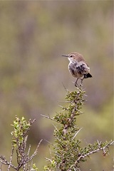 Ochetorhynchus phoenicurus