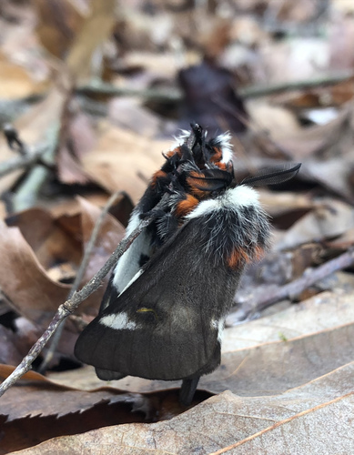 Gulf Coast Buck Moth