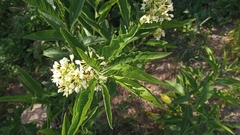 Solanum argentinum