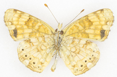 Phyciodes mylitta arizonensis