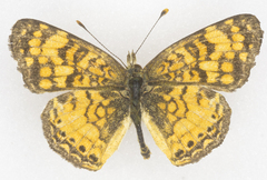 Phyciodes mylitta arizonensis