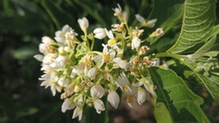 Solanum argentinum