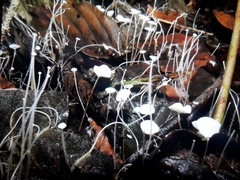 Rhizomarasmius setosus