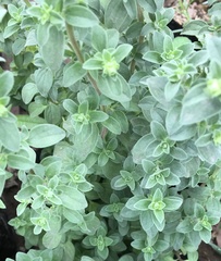 Origanum majorana
