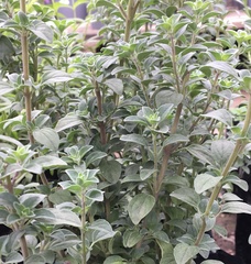 Origanum majorana