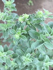 Origanum majorana