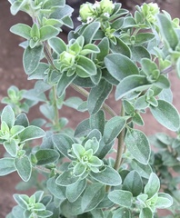 Origanum majorana