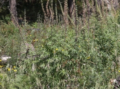 Delphinium andesicola