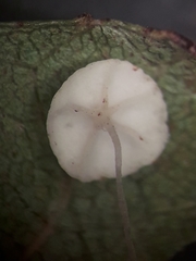 Rhizomarasmius setosus